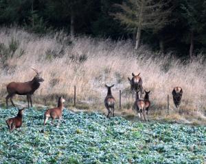 Police received a report of gunshots near Owaka before dawn, and found three deer poachers "red...