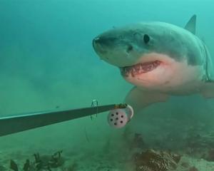 A great white shark was labelled curious, after it was spotted in a video investigating a bait...