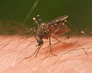 The virus is transmitted by mosquitoes.