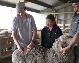 Harry Smith, of Ben Dhu Station, near Omarama, inspects a merino fleece, watched by his sister...