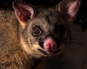 Possums are considered  a pest in New Zealand. Photo: Getty Images 