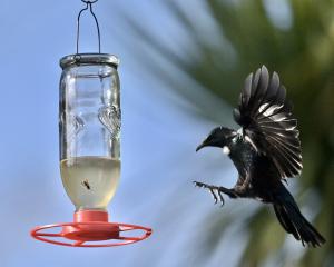 A hungry tūī swoops in for a meal from a sugar water feeder in north Dunedin. PHOTO: GERARD O’BRIEN