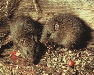 A couple of kiore (Polynesian/Pacific rats) feasting. Photo: supplied