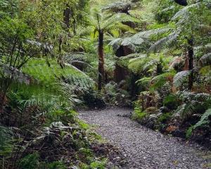 The Department of Conservation says dog faeces left behind on Bluff’s Foveaux Walkway have...