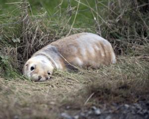 The pup nests are near a grass verge a metre from the road near Hoopers Inlet. 