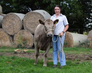 Coleraine stud owner Charlotte Hunt leads her Murray Grey heifer Yorkvale Una U7. PHOTOS: SHAWN...