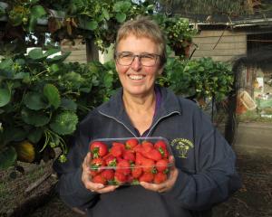 Ettrick Gardens owner Heather Preedy shows off some of the strawberries produced on the farm...
