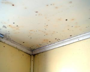 Mould on the walls and ceiling of a student flat. PHOTO: ODT FILES