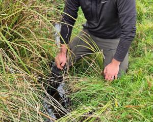 Craig Simpson, of Otago Regional Council, keeps an eye on a galaxid trap last week. PHOTOS: LLOYD...