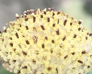 Craspedia argentea flowers at Dunedin Botanic Garden. PHOTO: SUPPLIED