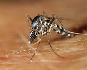 Recent rain and humidity have increased mosquito activity in Rarotonga. Photo: SCIENCE PHOTO LIBRARY