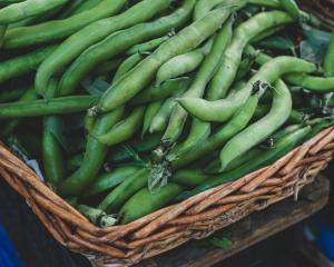 Broad beans. PHOTO: GETTY IMAGES