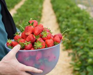 Self-picked strawberries. PHOTO: GETTY IMAGES