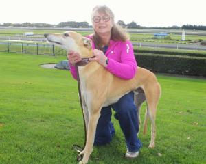 Retired 8-year-old greyhound racer Groot visits Ascot Park Raceway in Invercargill on Monday with...
