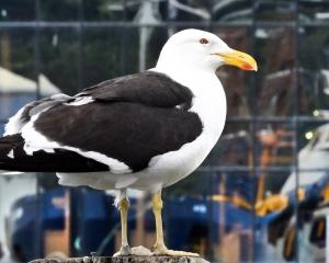 A southern black-backed gull (karoro) reflects on its surroundings in the Otago Harbour steamer...