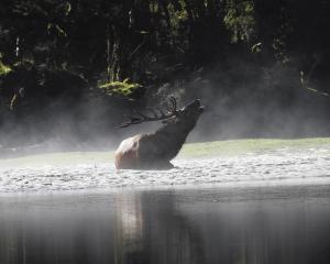 A wapiti deer in Fiordland National Park. PHOTO: SUPPLIED