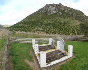 Pine trees have been planted close to the the Lonely Graves site near Millers Flat. PHOTO: GERARD...