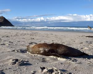 Five dead fur seal pups were spotted at Blackhead Beach in Dunedin yesterday, all within 2km of...