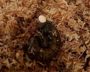 A Powelliphanta augusta snail lays an egg. PHOTO: DOC
