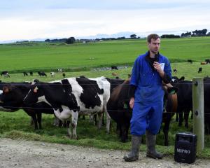 Sharemilker Nan de Haan speaks about a vaccine shortage stopping him protecting his herd against...