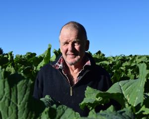 Sheep and beef farmer Ken Bain, of Hindon, stands in his kale crop, which won him the top prize...