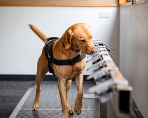 Ovarian cancer detection dog K9MD Hogan at work in the laboratory. PHOTO: SUPPLIED
