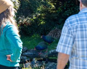 Visitors to Orokonui Ecosanctuary are fortunate to be able to get close enough to observe kaka at...