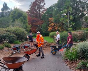 Dunedin Botanic Garden staff shift mulch at a teamwork day in the garden. PHOTO: SUPPLIED
