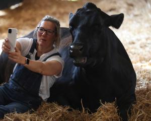 Visitor Helen Decker takes a selfie with a cow during a Cow Cuddling experience at&nbsp;Dumble...