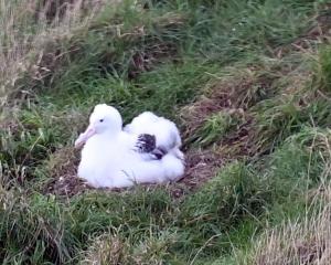 Royal albatross chick. PHOTOS: CRAIG BAXTER