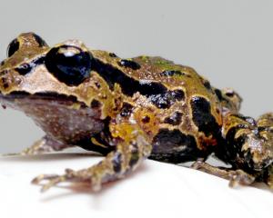A rare New Zealand native, an Archey’s frog. PHOTO: ODT FILES
