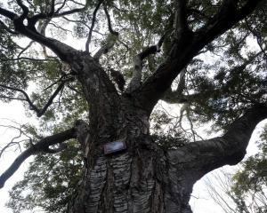 A silver beech/tahina (Lophozonia menziesii) growing in Dunedin Botanic Garden. Photo: Peter...