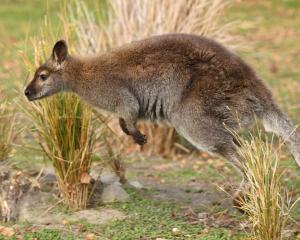 Eradicating wallabies from the region is proving a challenge for the Otago Regional Council as...