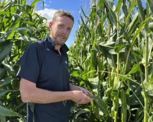 Foundation for Arable Research biosecurity officer Ash Mills says volunteer maize and sweetcorn...