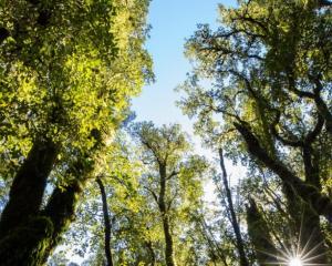 Fiordland forest. Photo: Supplied / James Williams, NIWA