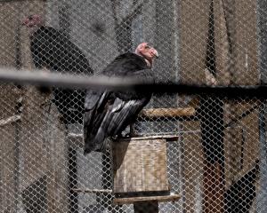 Condors at the California Condor Recovery Program at the Los Angeles Zoo. Photo: Getty Images