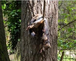 The first dead possum in a tree was found in October. Photo: Supplied