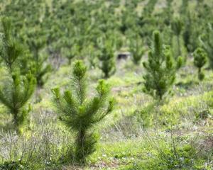 Rows of recently planted young pine trees. PHOTO: GETTY IMAGES