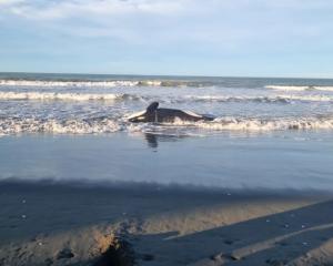 The adult orca was first noticed by a member of the public at a beach north of Waimairi. Photo:...