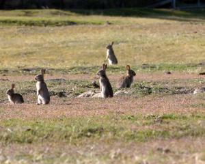 Rabbits in Central Otago. PHOTO: STEPHEN JAQUIERY