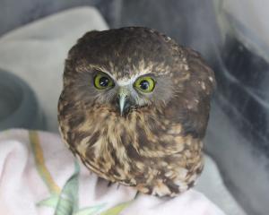 Ruru or native owls are being hit by vehicles on the West Coast. PHOTO: SUPPLIED
