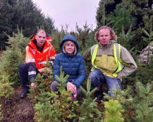 Examining a clump of wilding Douglas fir seedlings growing on Department of Conservation land at...
