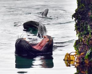 A large sea lion yawns at the Steamer Basin. Two recreational fishers had been concerned about it...