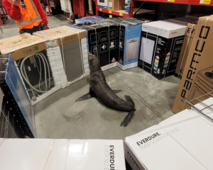 A seal corralled at Bunnings in Whangarei. Photo: DOC/Supplied