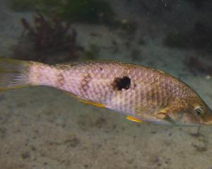 The New Zealand spotty (paketi), which can change from female to male during adulthood, in...