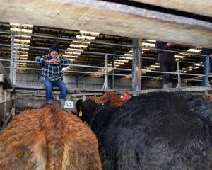West Otago farmer Clark Scott looks at his black Limousin heifer which won the hoof class between...