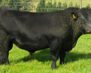 Angus bull Fossil Creek Urban U032 AB sold for $71,000 in North Otago last week. PHOTO: SUPPLIED

