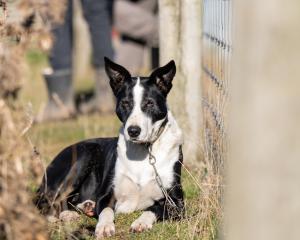 A working dog on a Pāmu farm. PHOTOS: SUPPLIED

