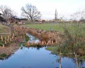 Riparian planting in South Otago. PHOTO: ODT FILES
