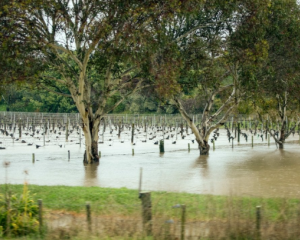 Flooding at a vineyard in Brightwater, Tasman District. Photo: RNZ